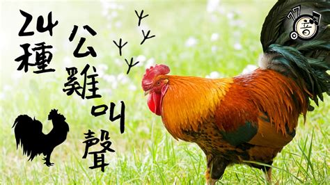 公雞啼鳴意思|< 雞鳴 : ㄐㄧ ㄇㄧㄥˊ >辭典檢視